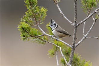 Crested Tit