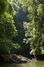 Primary rainforest habitat