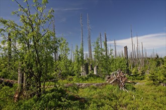 Natural reforestation on the Lusen