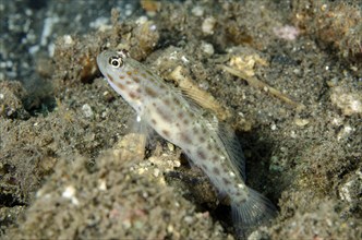 Gold-speckled Shrimpgoby