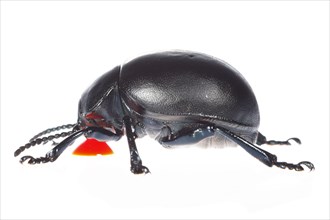 Paw beetle