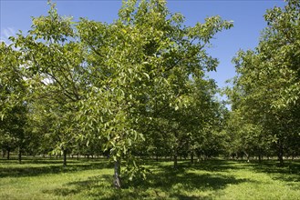 Walnut groves with mature fruit near Sainte-Foy-la-Grande