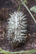 African Cucumber Wild Cucumber