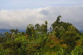 View of village and banana plantation at edge of Nyungwe Forest N. P. Rwanda