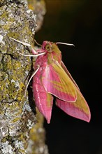 Elephant hawk-moth