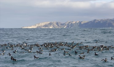 Flock of Hutton's Shearwaters