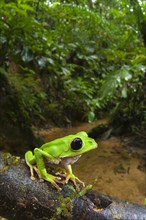 Black-eyed monkey tree frog