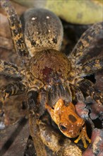 Adult female of the giant fishing spider