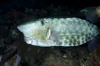 Shortsnout Boxfish