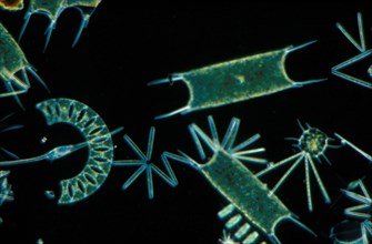 Plankton phytopl'ton Phytoplankton x 30