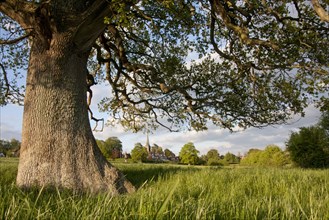 Trunk and branches of english oak