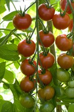 Ripening binder of Delight Cherry tomatoes from greenhouse cultivation