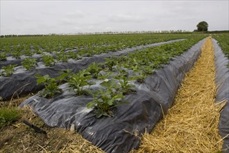 Freshly laid straw used to reduce mud splashes on fruit. Elsanta strawberry plants in raised beds covered with black plastic. These raised beds promote deeper