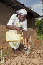 Woman watering onions in vegetable garden