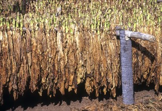Harvested tobacco leaves being dried in the Sun