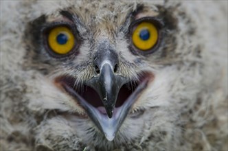 Eurasian Eagle-owl