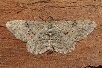 Diamondback bark moth