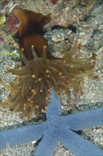 Club anemone
