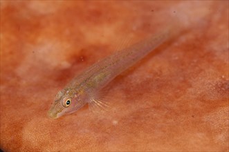 Adult sponge resting wolf goby