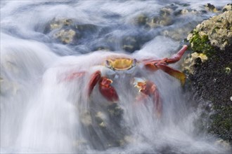 Red cliff crab
