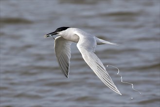 Sandwich tern with sand eel in flight and defecating