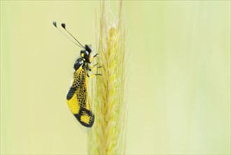 Black yellow owlfly
