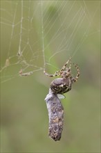Garden Orb european garden spider