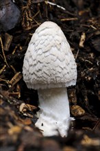 Fruiting body of magpie fungus