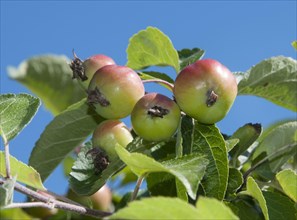 Cultivated ornamental apple