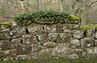 Ferns and mosses growing on ancient granite wall