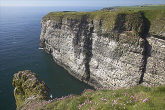 View of sea cliffs with seabird colony