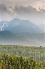 View over montane coniferous forest habitat at sunset