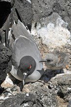 Swallow-tailed Gull with chick