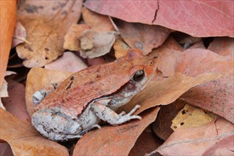 Red Toad