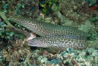 Reticulated moray
