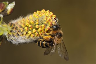 Yellow-legged Mining Bee