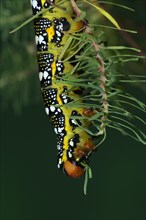 Adult larva of the spurge hawk-moth