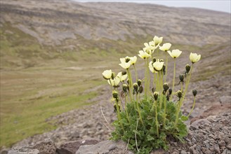 Flowering arctic poppy