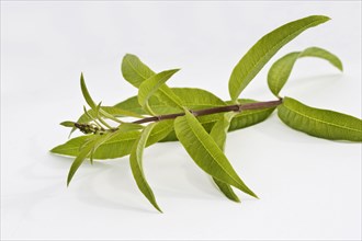 (Verbena) citriodora, Aloysia citriodora, Lippia citriodora, Lemon verbena, Verbena triphylla cut