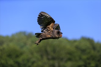Sao Tome Barn Owl