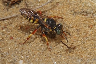 Large fly spear wasp