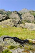 Lanza's Alpine Salamander