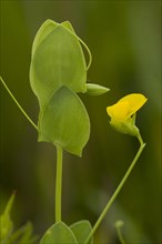 Flowering yellow vetch