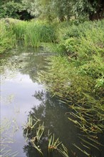 Aquatic vegetation in lowland river