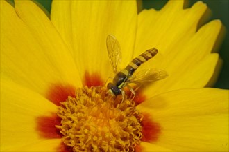 Common Long-bellied Hoverfly