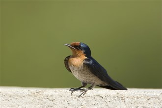 South Pacific Swallow