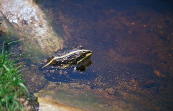 Amphibians