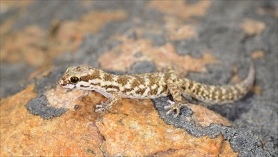 Calvinia thick-toed gecko