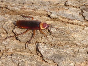 Australian cockroach