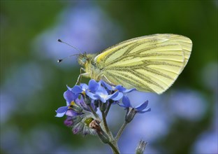 Adult green-veined white